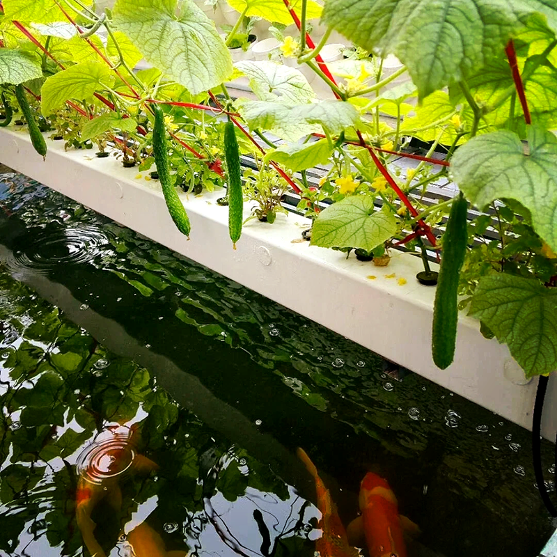 合肥市蔬菜大棚鱼菜共生 - 价格