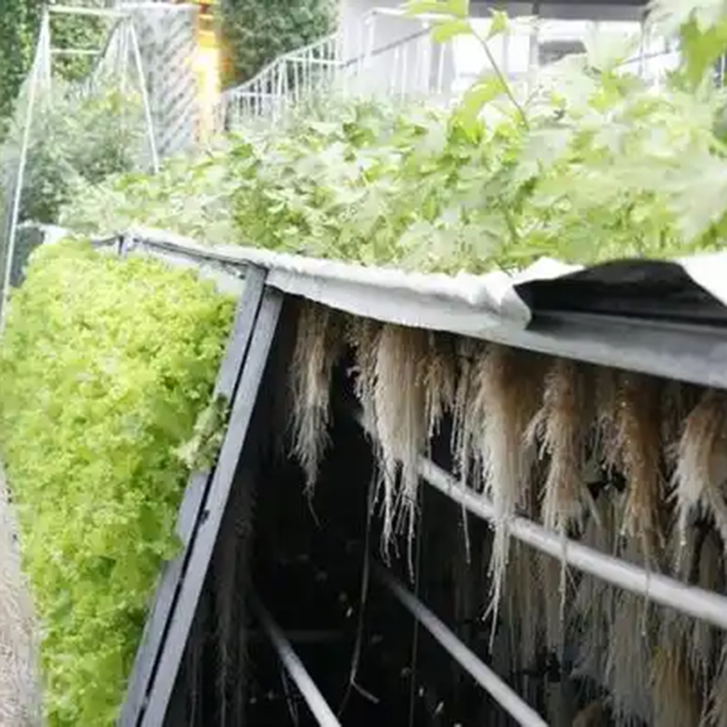 合肥市气雾培植物工厂 - 方案