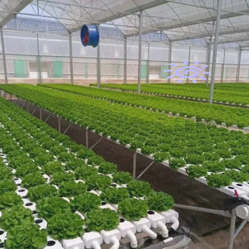 合肥市玻璃大棚水培蔬菜 - 推荐